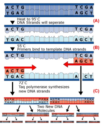 PCR cycle